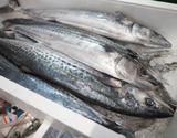 『本サワラ 半身（皮付き）』 富山県産他 約1.3kg（原魚で4kg前後） ※冷蔵 高邦 刺身用