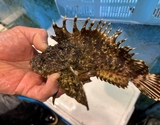 豊洲市場で朝〆 『オコゼ（鱗、エラ、はらわた、毒部分取り）』 三重県産 1尾 原魚で約350g ※冷蔵 尾坪 【卸リクエスト可】 刺身用