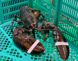 『活 オマール海老』 カナダ産 1尾 450〜500g  ※冷蔵 尾坪