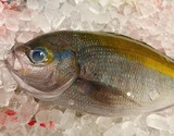 釣り『ウメイロ（鱗、エラ、はらわた取り）』 愛媛県産 原魚で400〜450g ※冷蔵 泉久 【卸リクエスト可】 刺身用