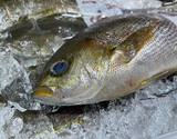 『イサキ（鱗、エラ、はらわた取り）』 長崎県産 原魚で約600g ※冷蔵 高邦 【卸リクエスト可】 刺身用