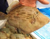 豊洲市場で朝〆 『天然 カワハギ（エラ、はらわた取り）』 三重県産 1尾 原魚で約300g ※冷蔵 尾坪 【卸リクエスト可】 刺身用