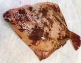 活〆 『メイタガレイ（三枚おろし）』千葉県産 （原魚で約500g／尾）※冷蔵 泉久 刺身用
