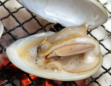 『地ハマグリ(ぜんな)（砂抜き済）』 千葉県産 約500g（約20g／粒） ※冷蔵 三清