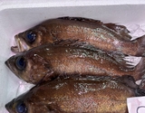 『黒メバル』 福島県産 原魚で300〜350g（鱗、エラ、はらわた取り） ※冷蔵 尾坪 【卸リクエスト可】刺身用